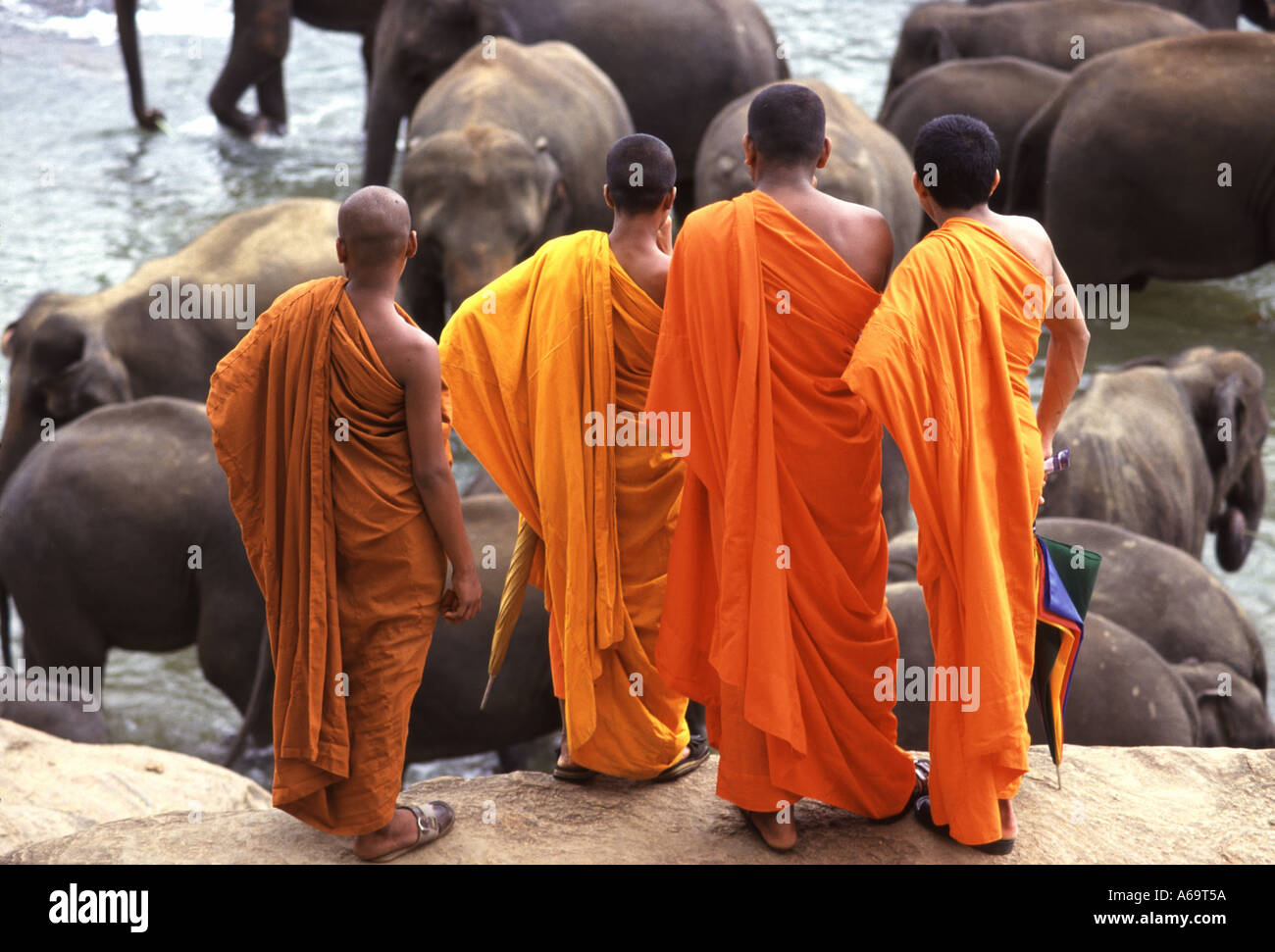 Buddhist monks watching elephants in Sri Lanka Stock Photo Alamy