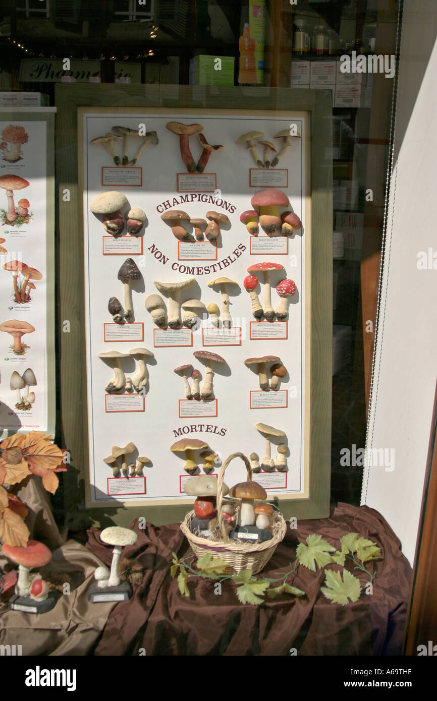 Pharmacy window Aire sur l'Adour France display of edible and poisonous fungi Stock Photo
