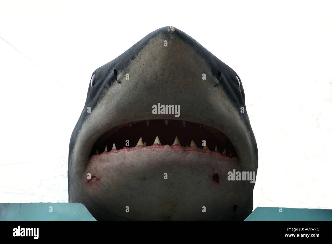 shark body, fake Stock Photo - Alamy
