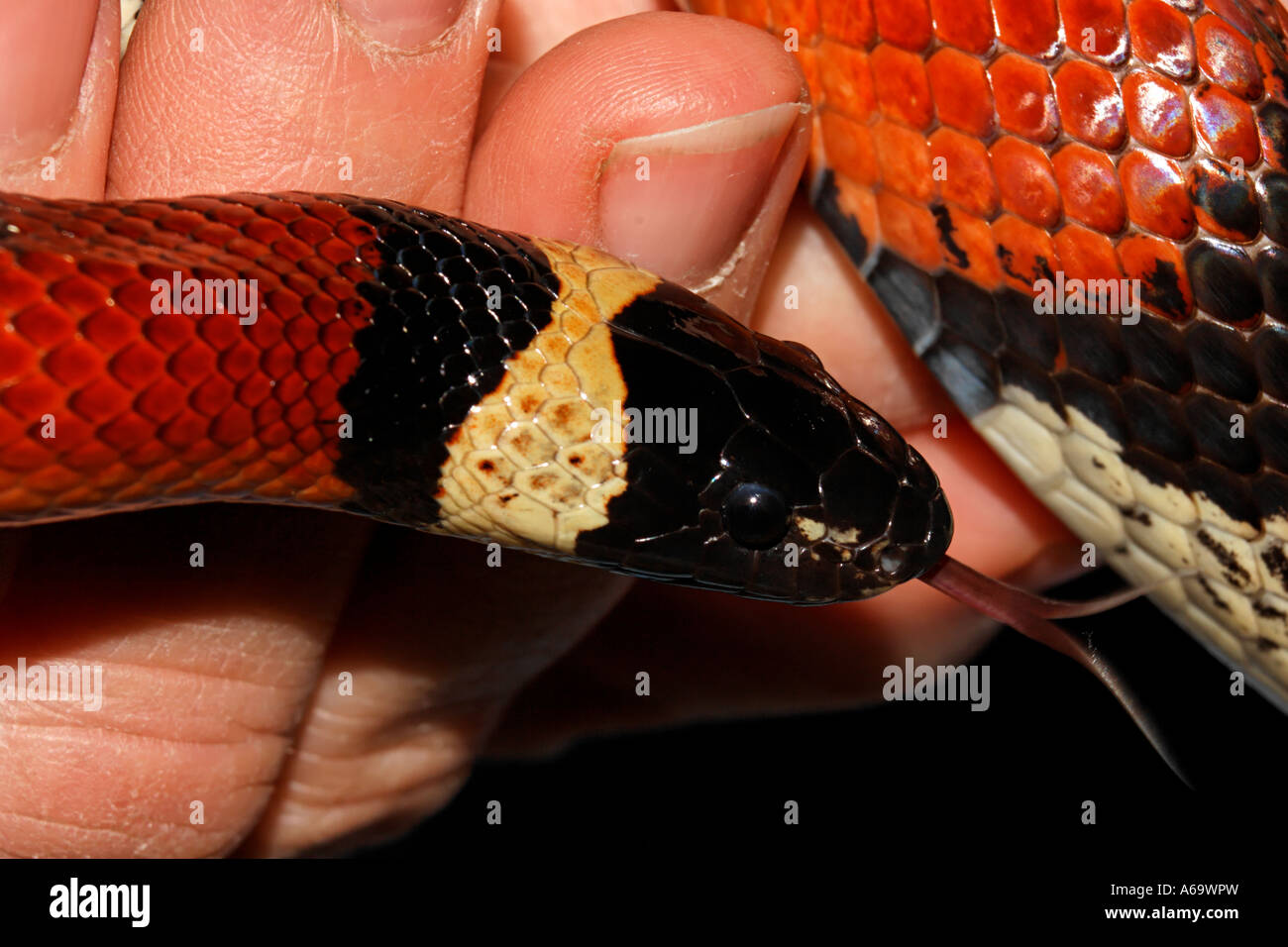 The snakes tongue is another way for the snake to 'see' Stock Photo