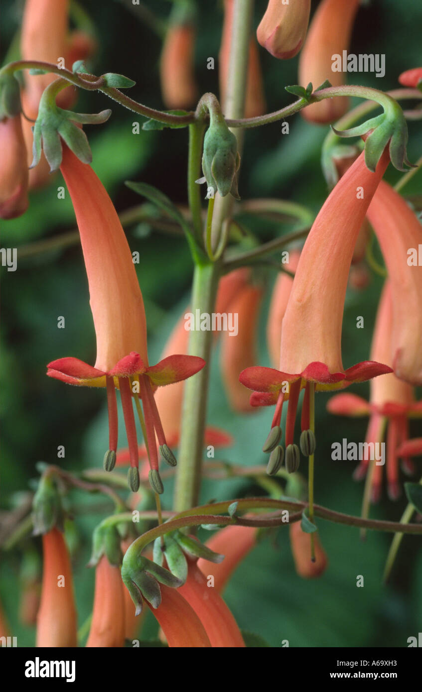 Phygelius x rectus 'Salmon Leap' AGM Stock Photo Alamy