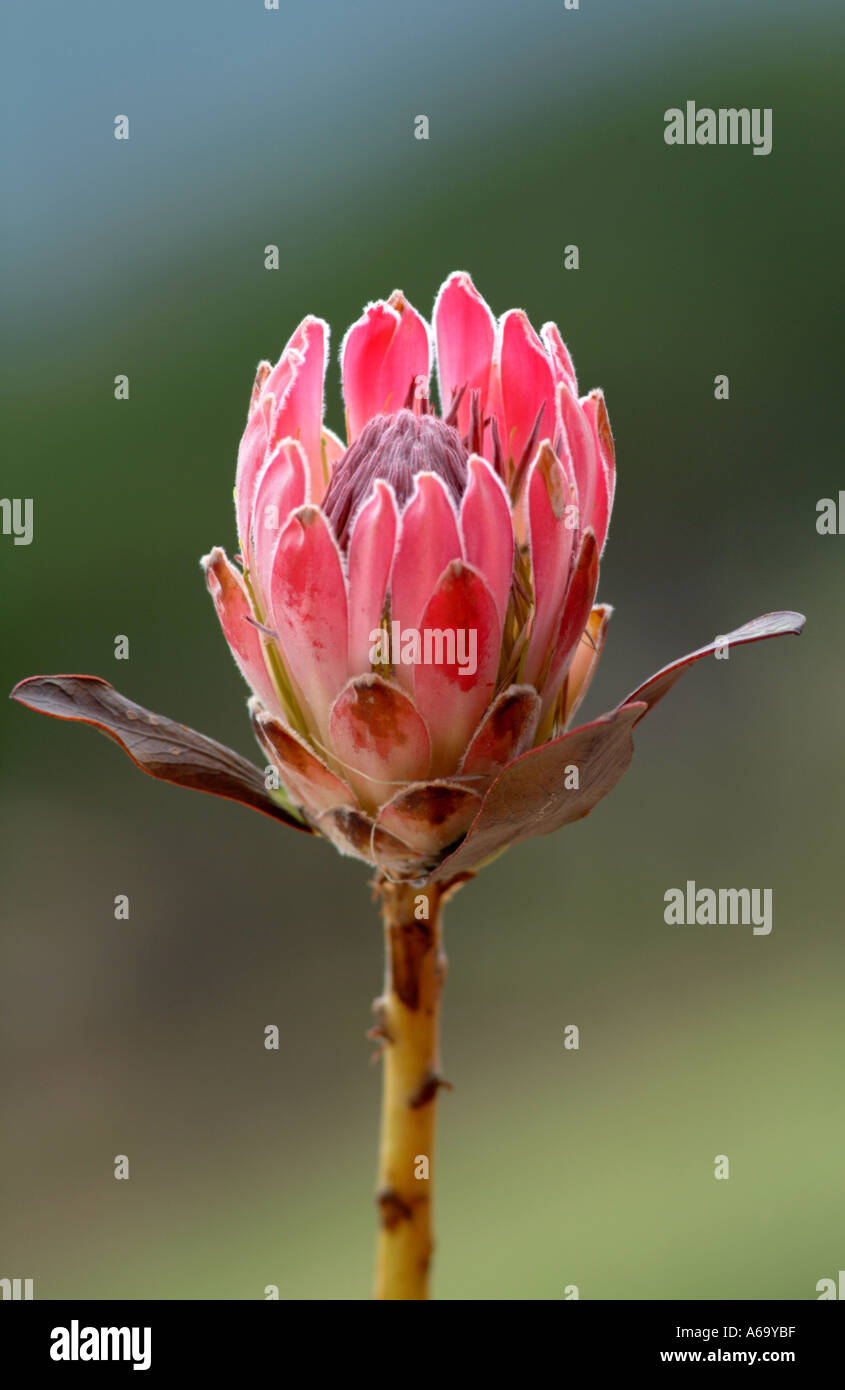 Sugarbush Protea named Repens flower western Cape South Afrca RSA Stock Photo