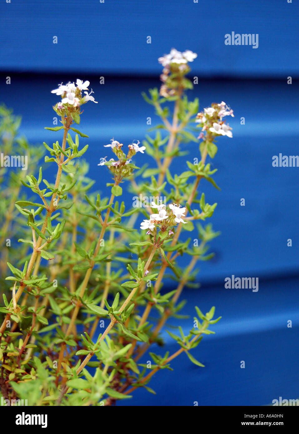Common Thyme Latin name Thyme Vulgaris Stock Photo Alamy