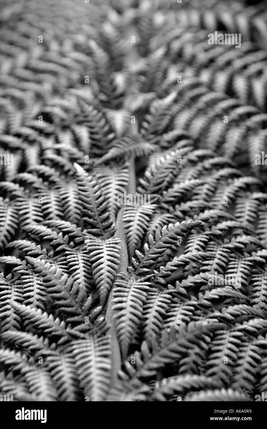Detail of a large garden fern Stock Photo Alamy