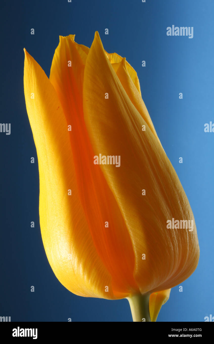 yellow tulip flower Stock Photo Alamy