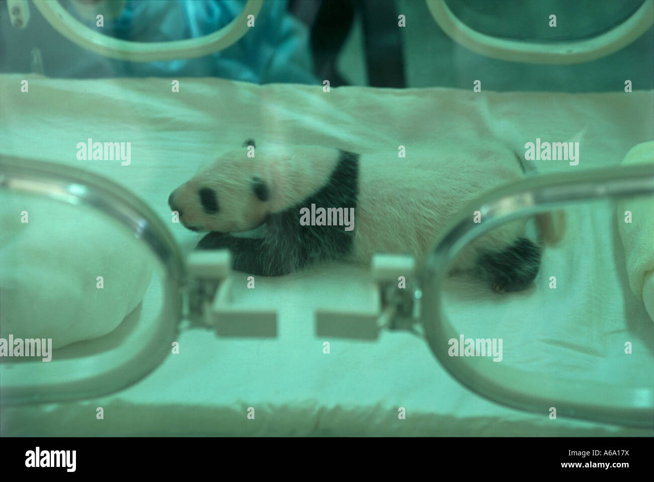 China, Sichuan, Chengdu, Wolong Nature Preserve, Giant Panda Breeding Research Center, three week old panda cub,incubator Stock Photo