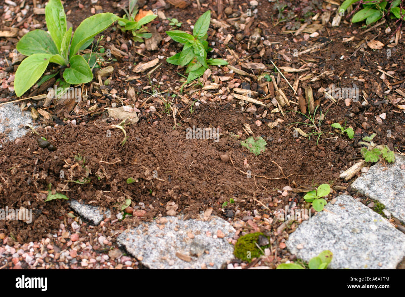 Rabbit damage hires stock photography and images Alamy
