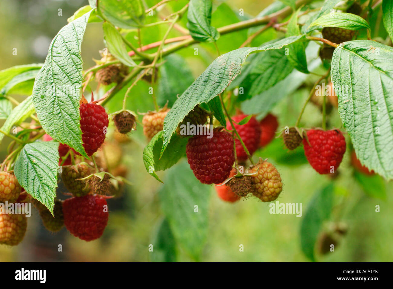 RASPBERRY AUTUMN BLISS RIPE FRUIT Stock Photo