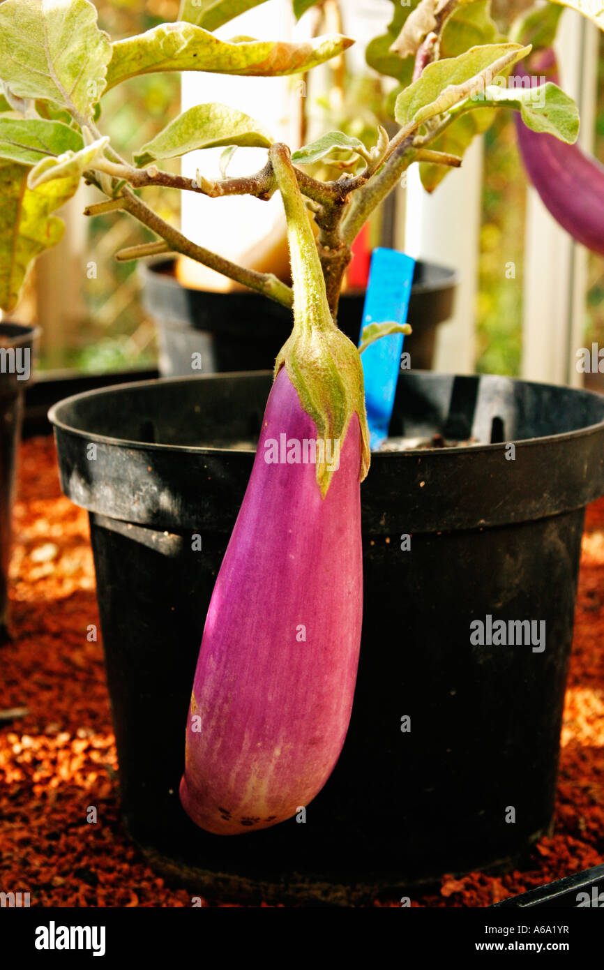 AUBERGINE GROWING IN POT Stock Photo Alamy
