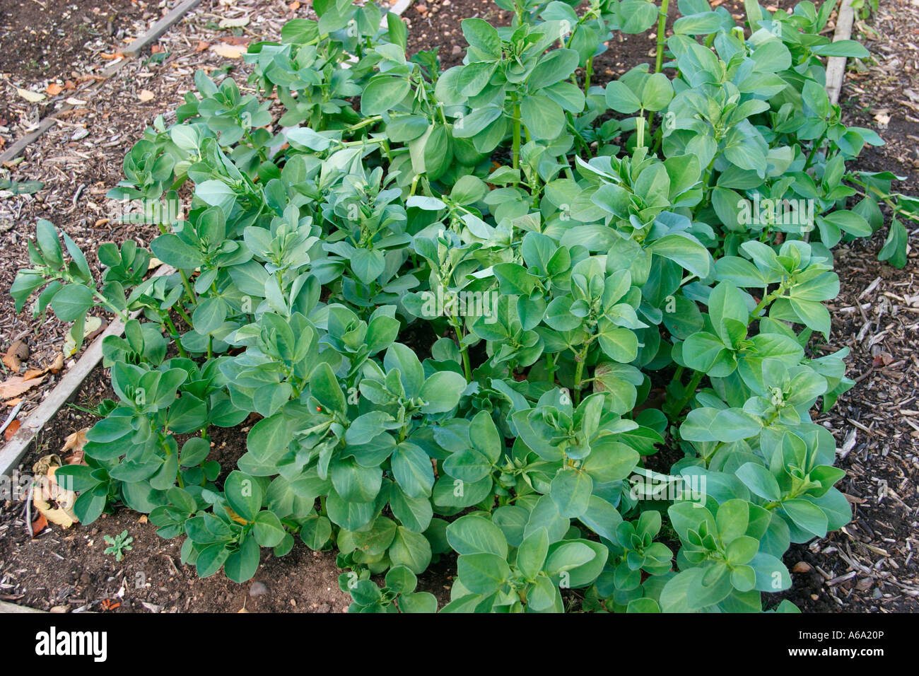 Beans green manure hires stock photography and images Alamy