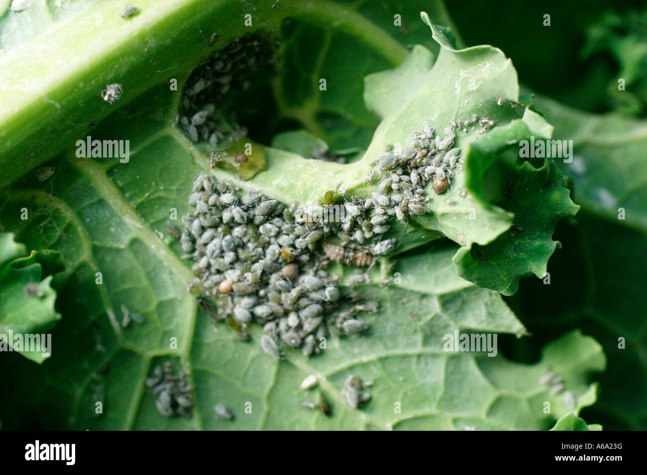 CABBAGE APHIDS BREVICORYNE BRASSICAE ON CABBAGE LEAF Stock Photo 11509827 Alamy