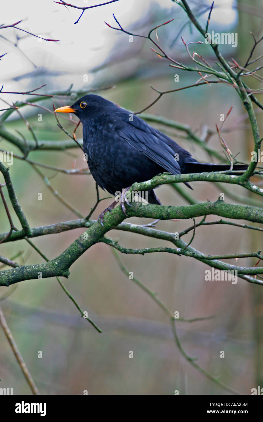 blackbird-turdus-merula-male-perching-in-tree-stock-photo-alamy
