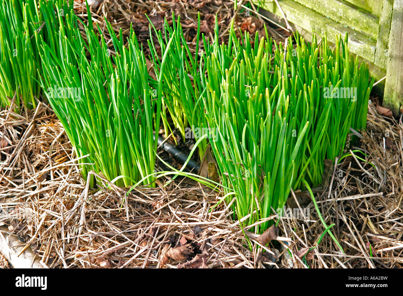 PLANTS GROW RAPIDLY IN SPRING Stock Photo - Alamy
