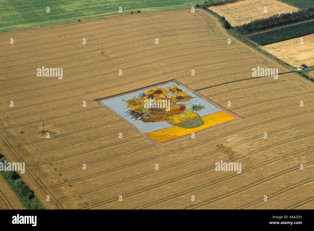 Giant Sunflower planted in field on Scottish Border as part of advert for margarine Stock Photo