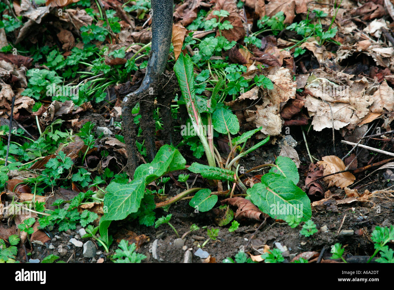 PERENNIAL WEEDS DOCK USE A FORK TO DIG OUT THE TAP ROOTS Stock Photo