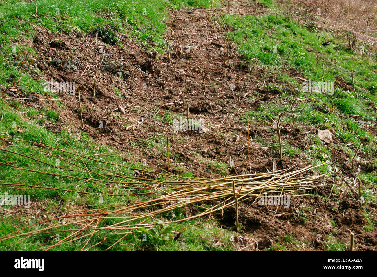 PLANTING WILLOWS CUT BACK AFTER PLANTING TO ENCOURAGE GROWTH AND
