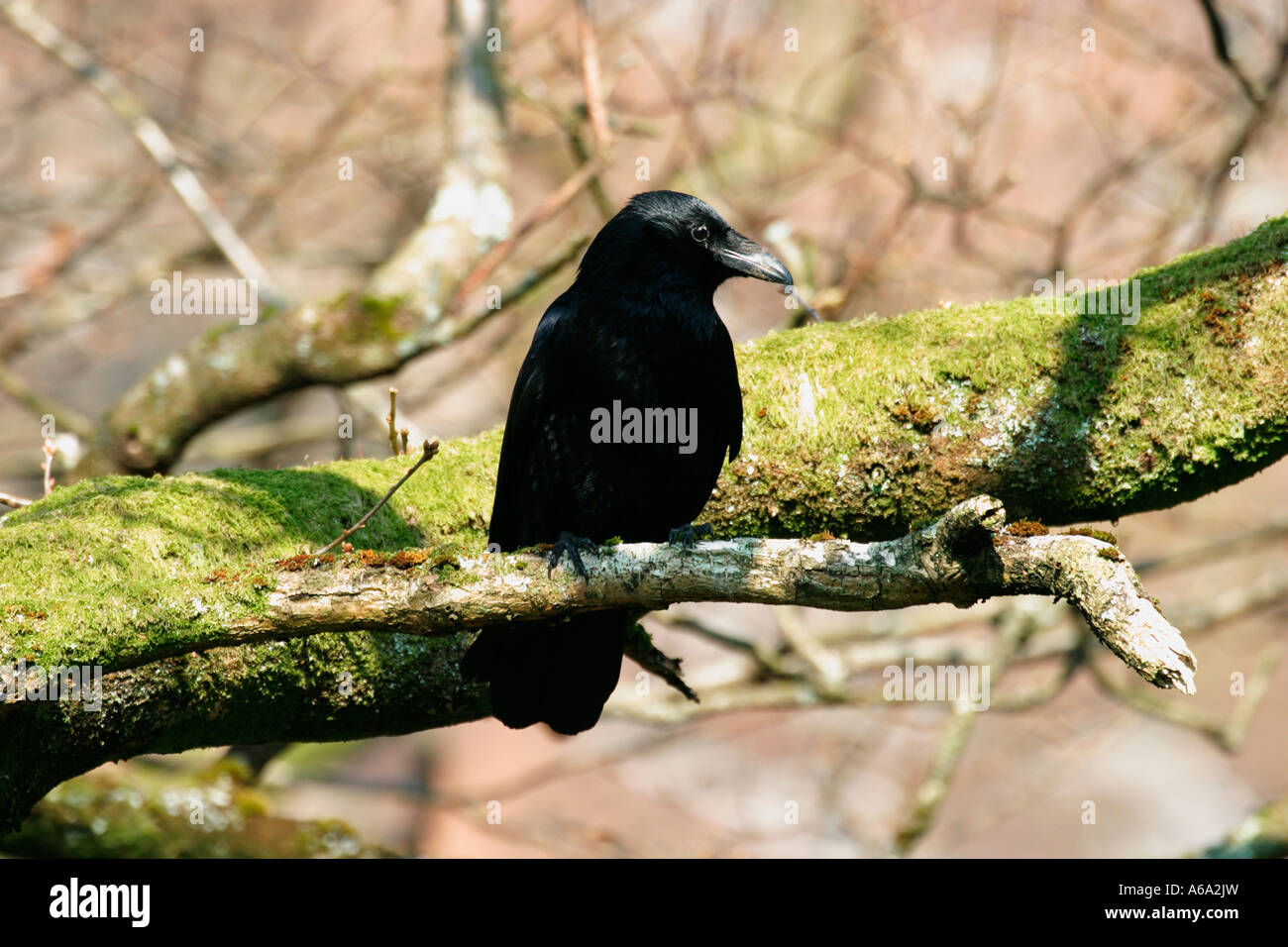 CARRION CROW CORVUS CORONE PERCHING IN TREE FV Stock Photo - Alamy