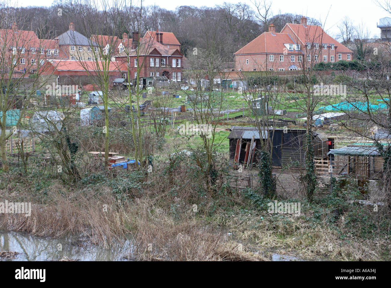 ALLOTMENTS IN BUILTUP AREA Stock Photo
