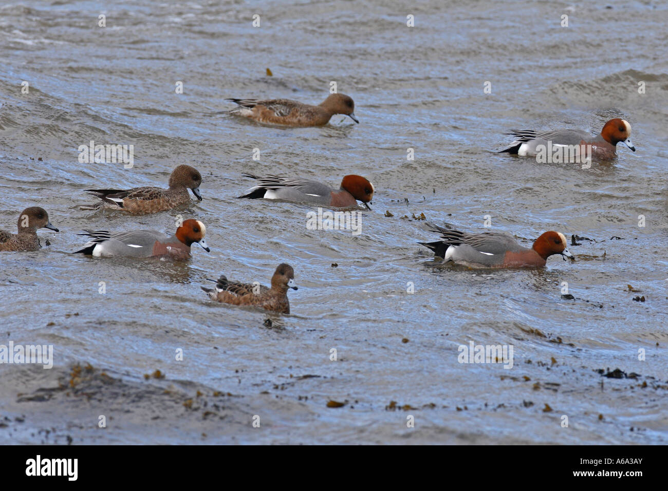 WIGEON ANAS PENELOPE FLOCK FEEDING IN SURF SV Stock Photo