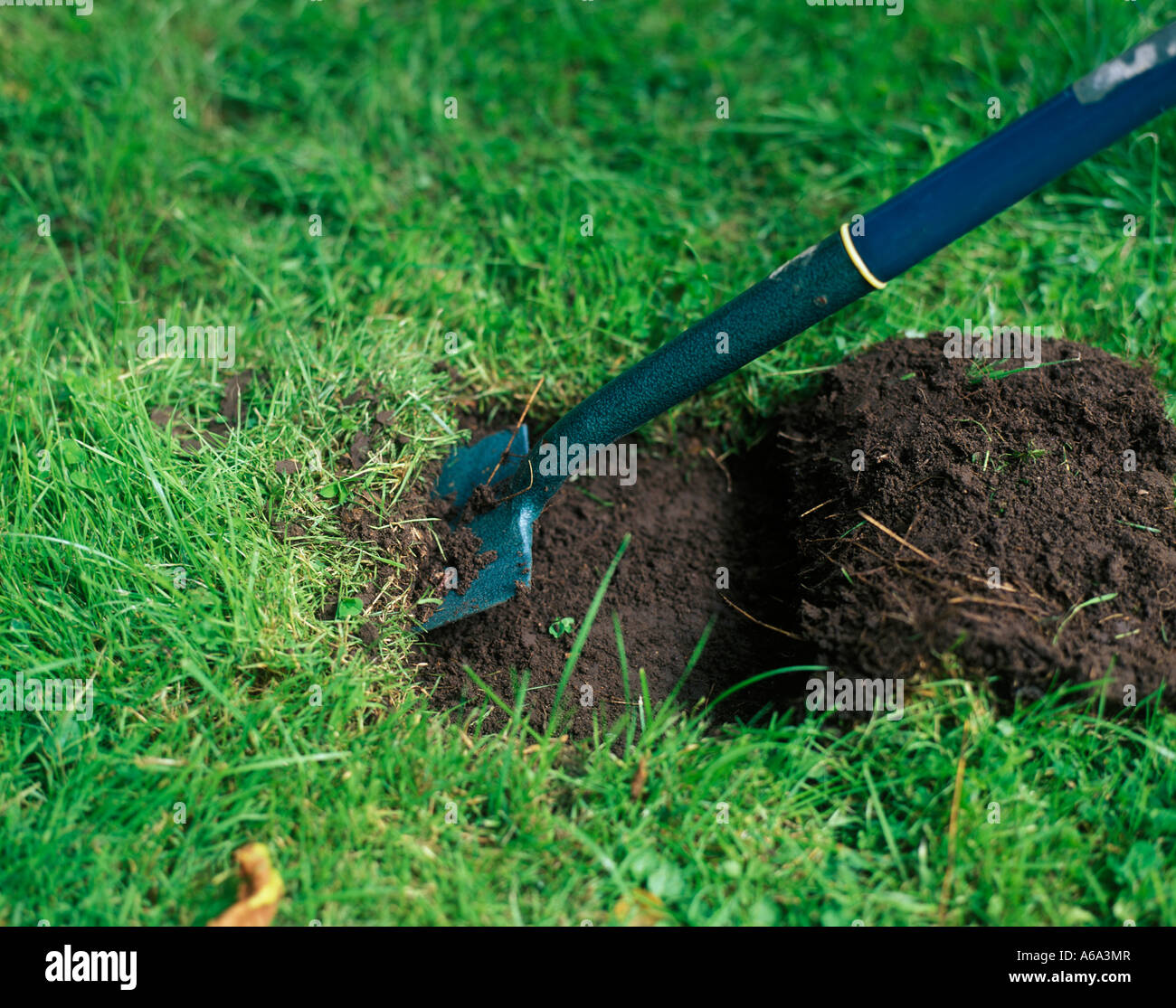 PLANTING BULBS IN A LAWN STEP2 DIG OUT THE SOIL Stock Photo Alamy