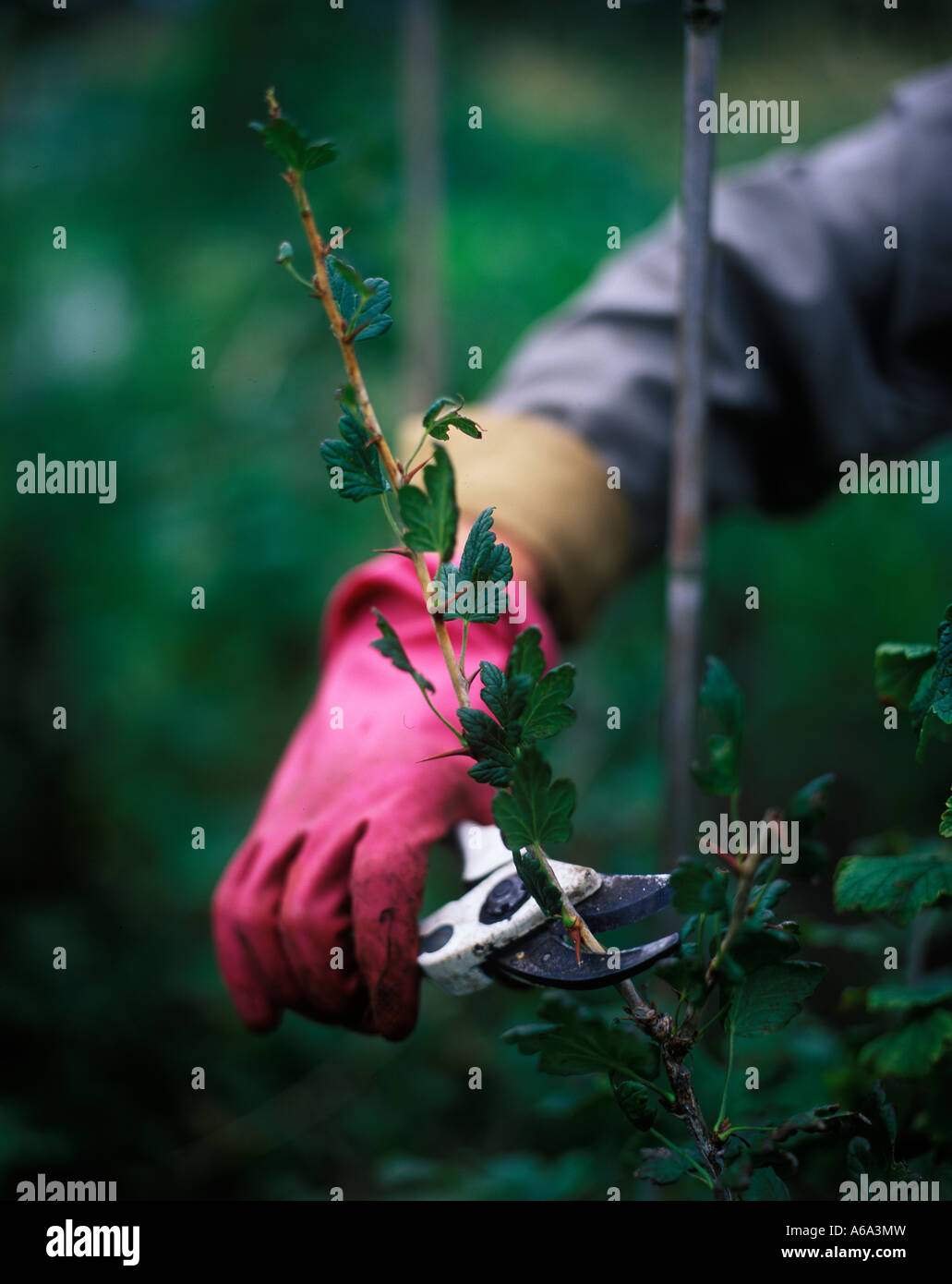 PROPAGATION USING HARDWOOD CUTTINGS FROM GOOSEBERRY USE SECUTEURS TO