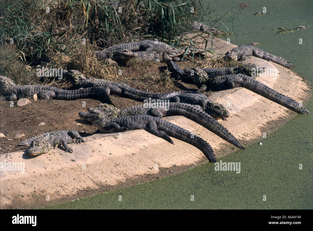China, Anhui, Wuhu, Xuancheng, Alligator Breeding Center, Stock Photo