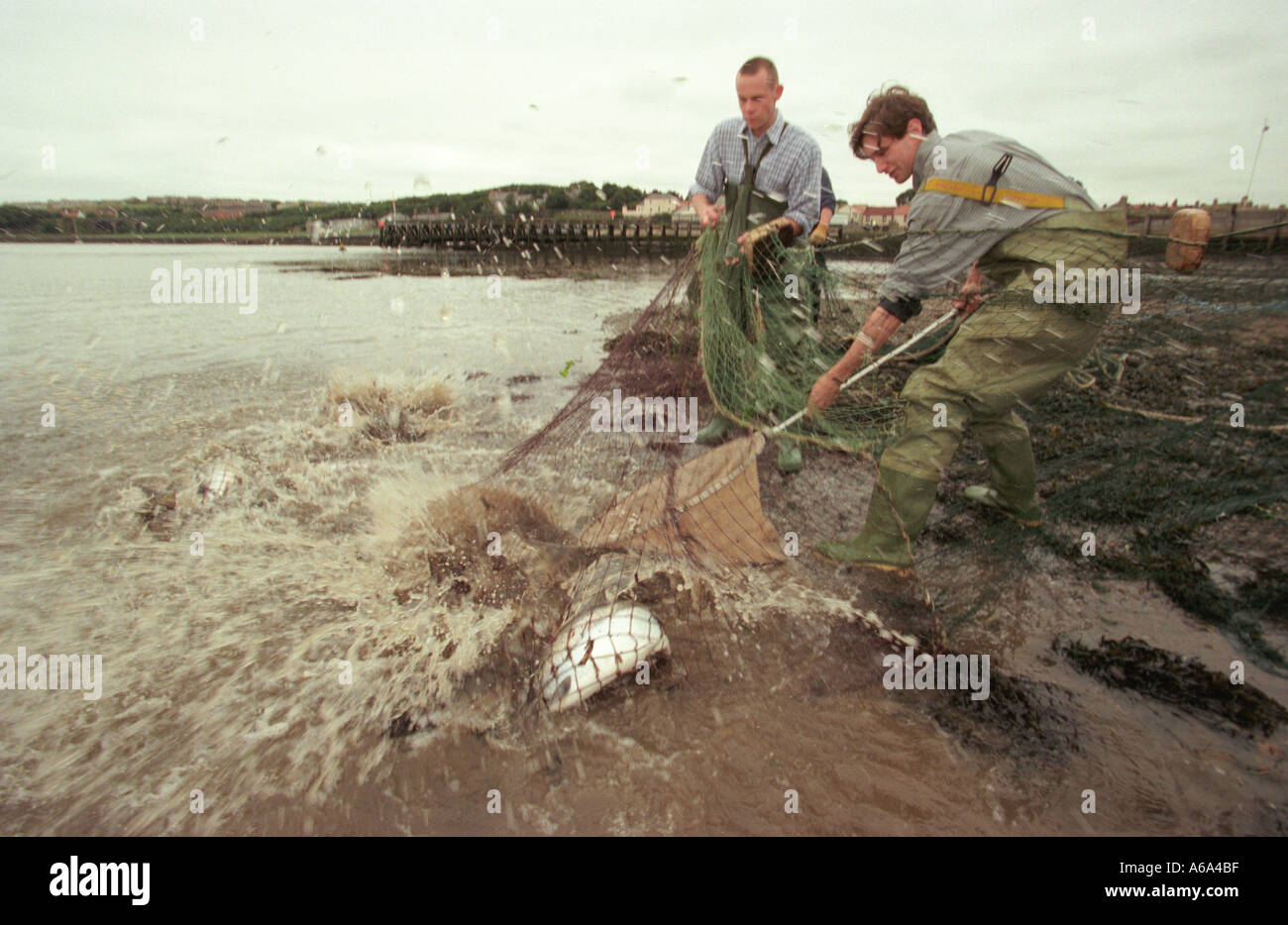 Nettingsalmon hires stock photography and images Alamy