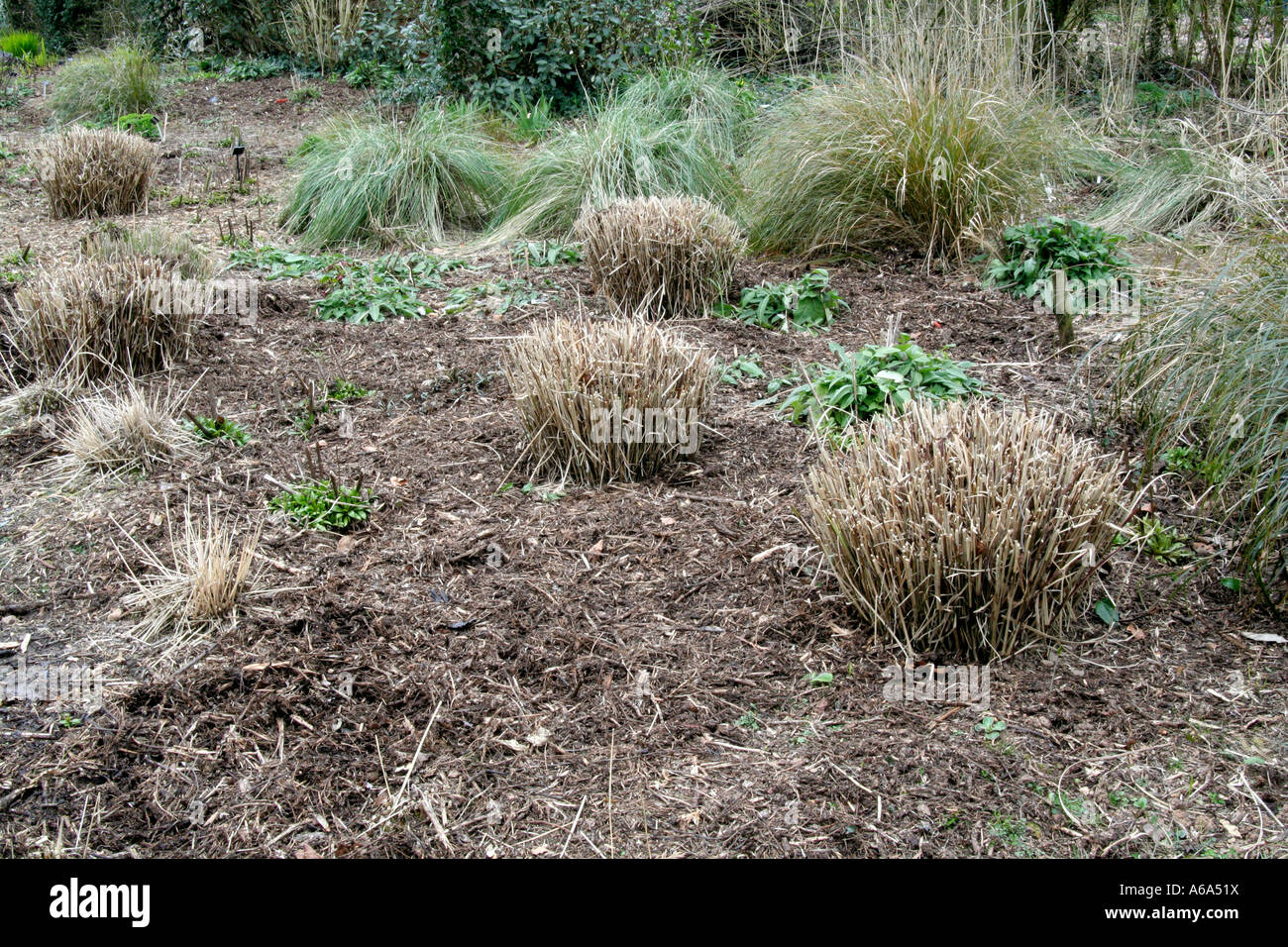 Holbrook - the wet garden cut back at winter's end Stock Photo