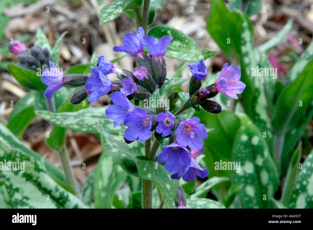 Pulmonaria Margery Fish March 14 Stock Photo