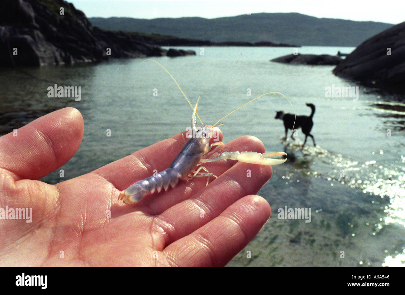 Baby Farmed Lobster bred in captivityat Ardtoe Fishery research