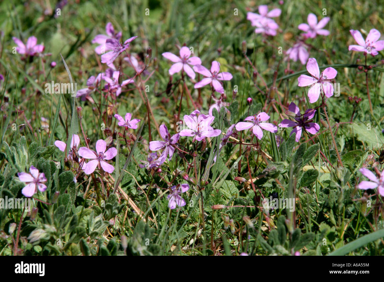 Erodium cicutarium Sierra de las Nieves Andalucia Spain late March Stock Photo