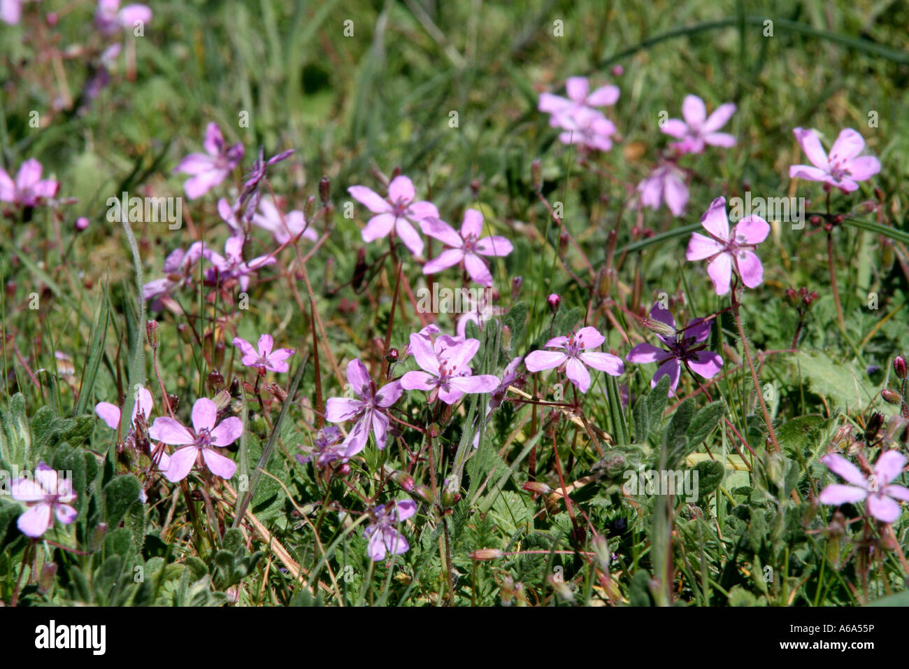 Erodium cicutarium Sierra de las Nieves Andalucia Spain late March Stock Photo