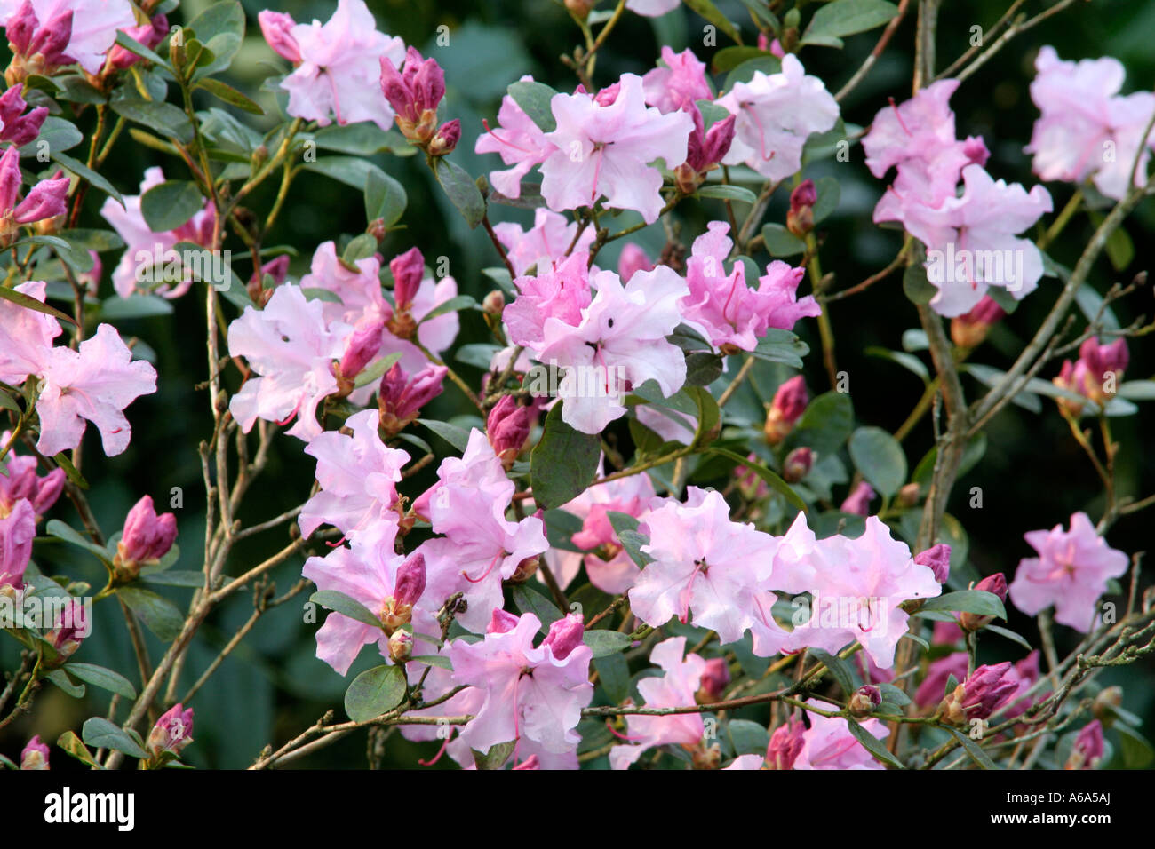 Rhododendron Emasculum March 27 Stock Photo