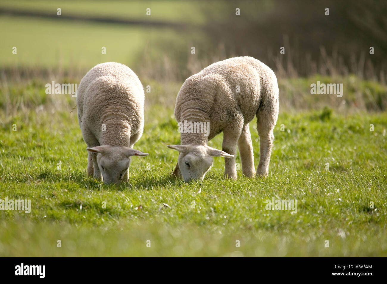 Two baby lambs grazing on grass in the spring sunshine Stock Photo