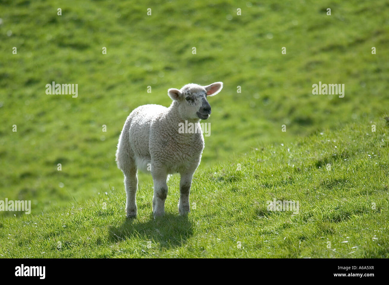 Lamb on a bright green grass hillside Stock Photo