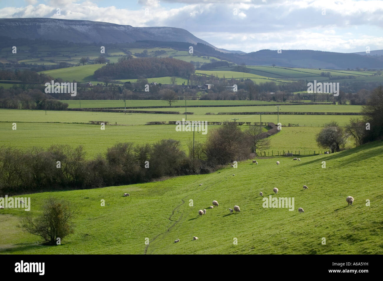 Landscape image of rolling hills with sheep grazing on grass mountains in the distance Stock Photo
