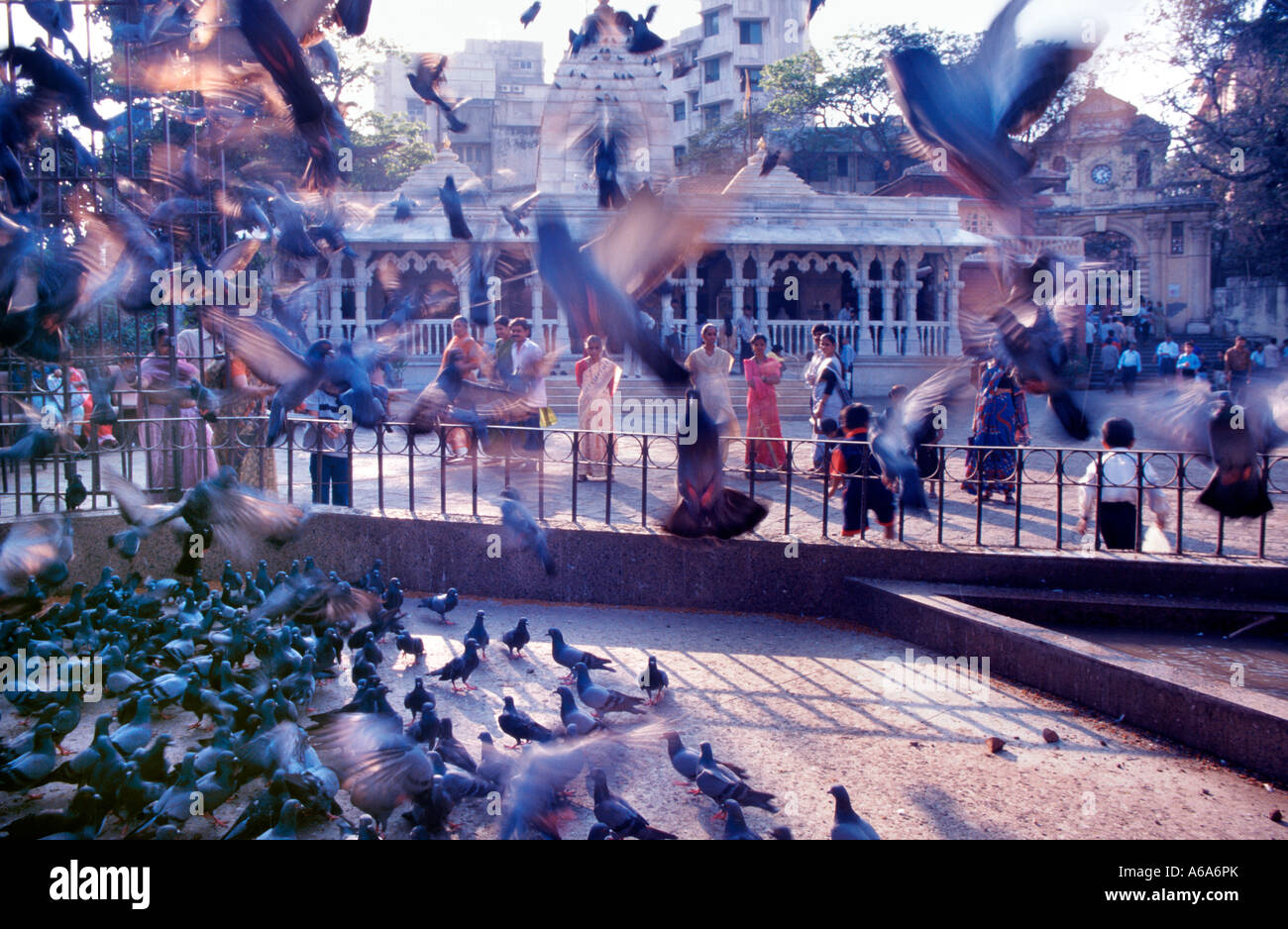 Fluttering pigeons feast on grain Stock Photo