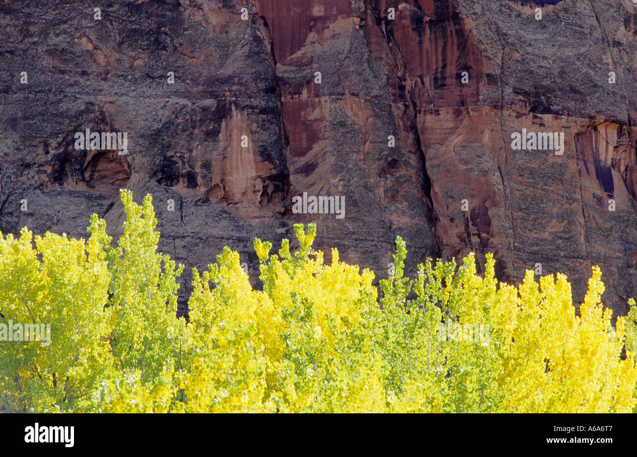 Aspen trees autumn color hi-res stock photography and images - Alamy