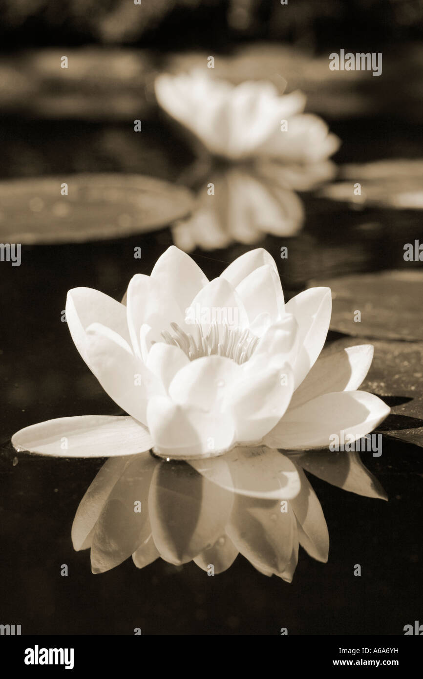 Water Lily Nymphaeaceae Stock Photo Alamy