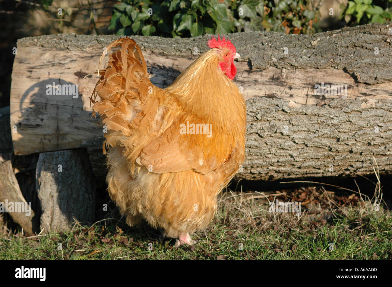 Buff Orpington hen Stock Photo - Alamy