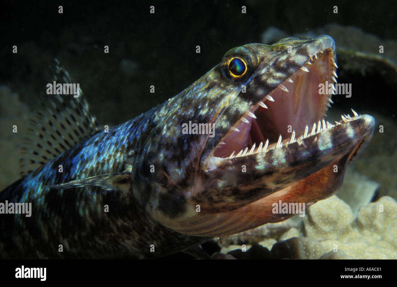 Lizard fish teeth hi res stock photography and images Alamy