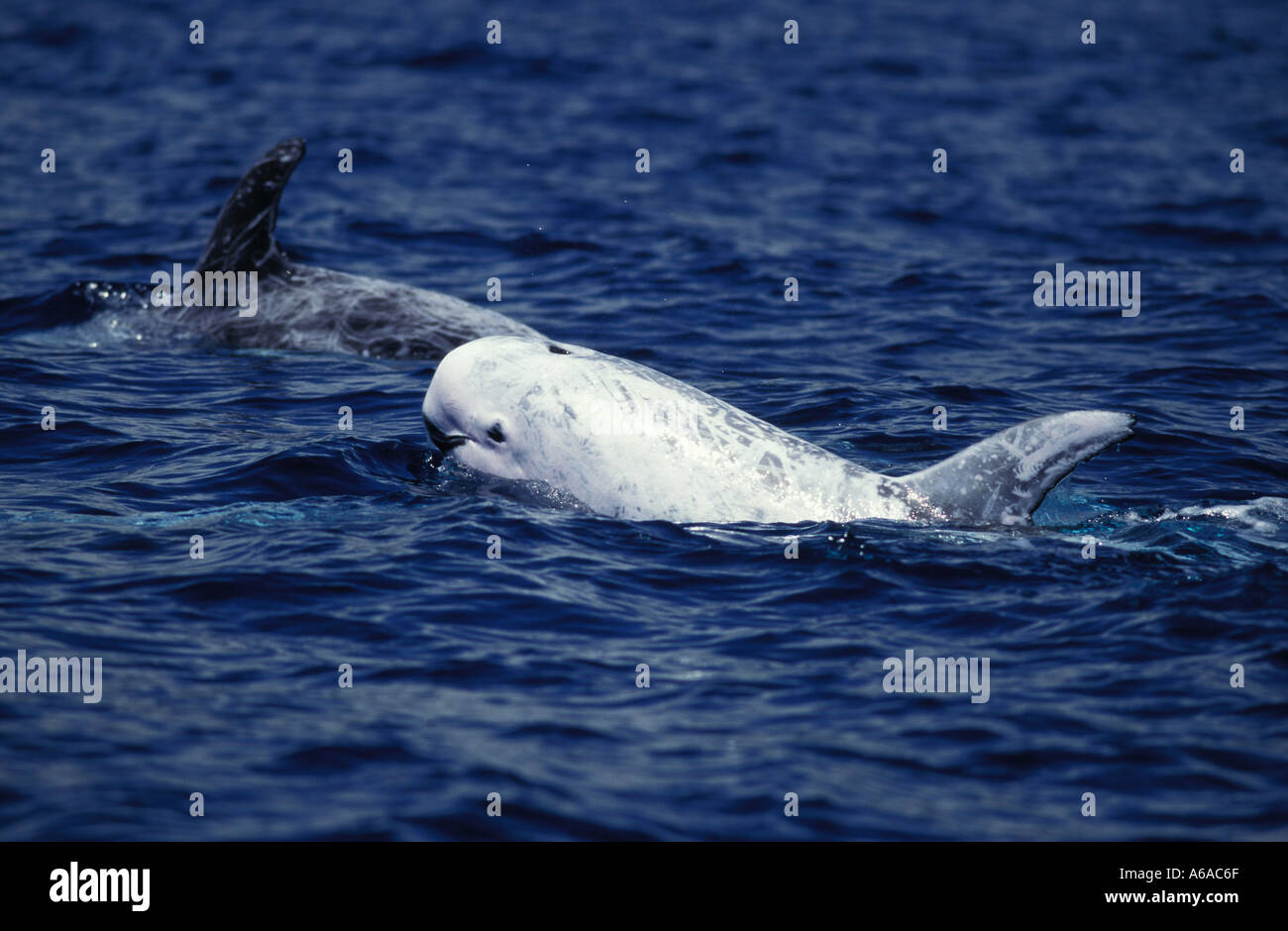 Photo LN 7272 Risso's Dolphins Grampus griseus Photo Copyright Brandon Cole Stock Photo