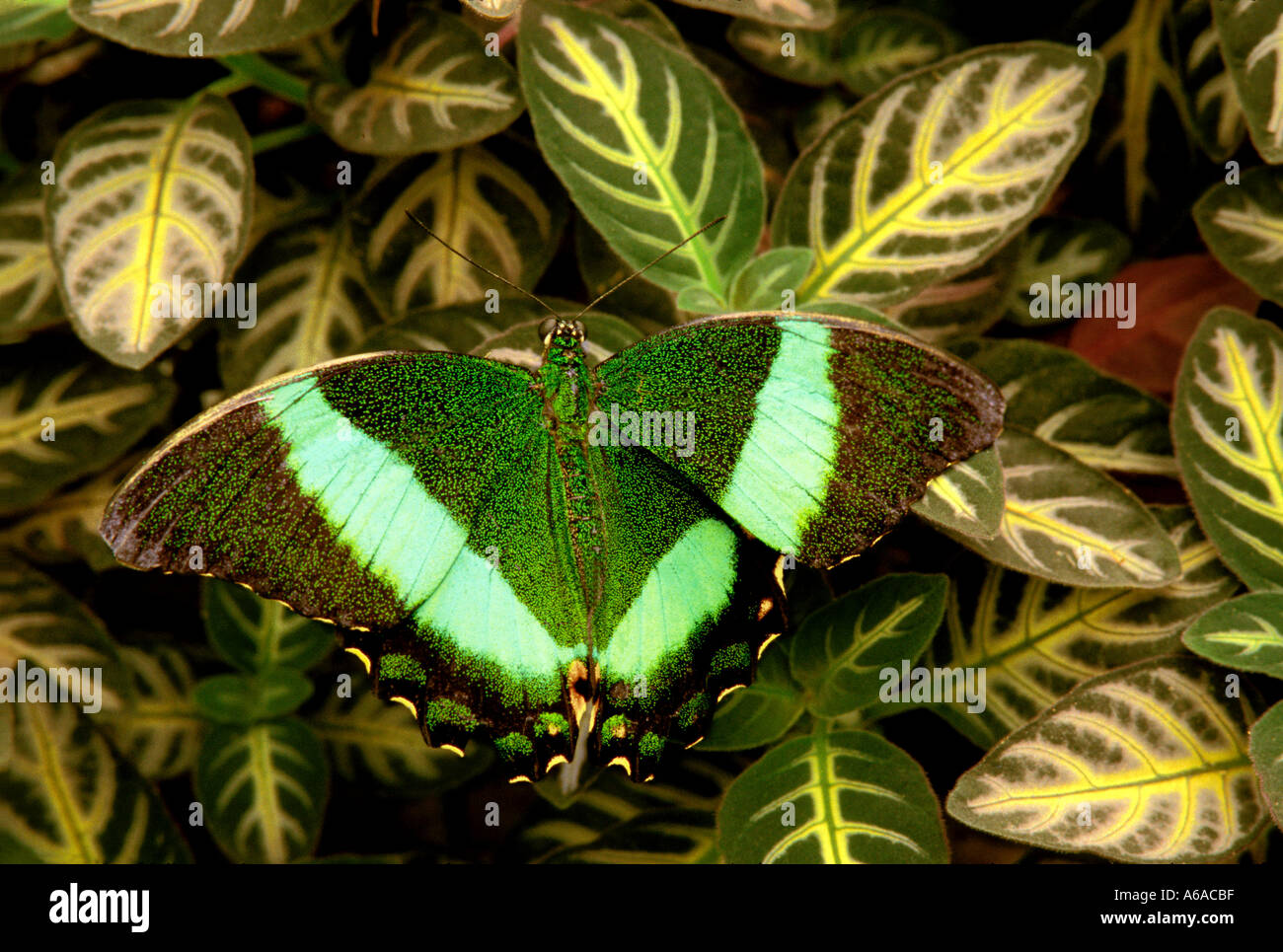 Garten der Schmetterlinge Koblenz Germany Stock Photo Alamy