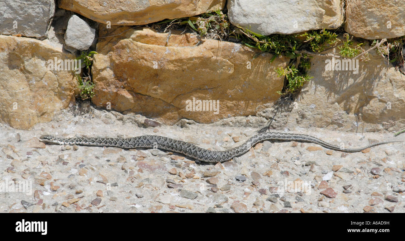 A small grey snake possibly a Rhombic Egg eater Dasypeltis scabra Stock Photo