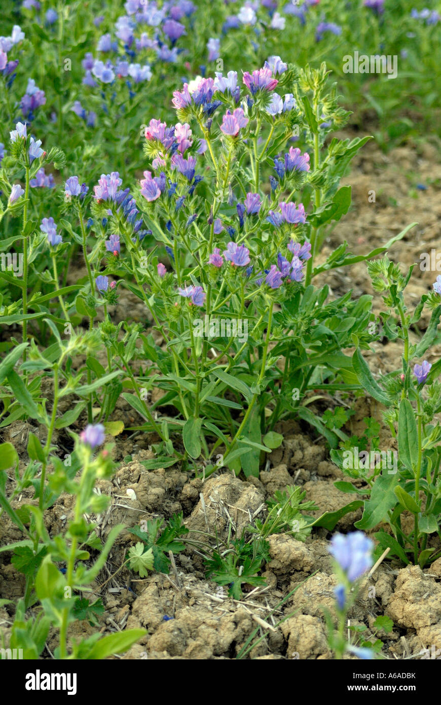 Plant and blue flowers of bugloss Echium species growing as a crop Stock Photo