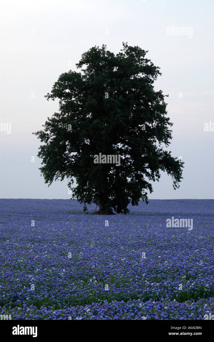 An oak tree Quercus robur grows in a field of the blue flowers of bugloss Echium species Stock Photo