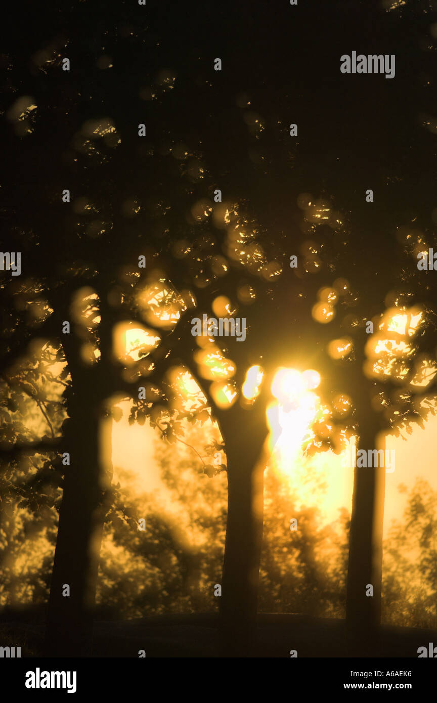 Abstract of trees hi-res stock photography and images - Alamy