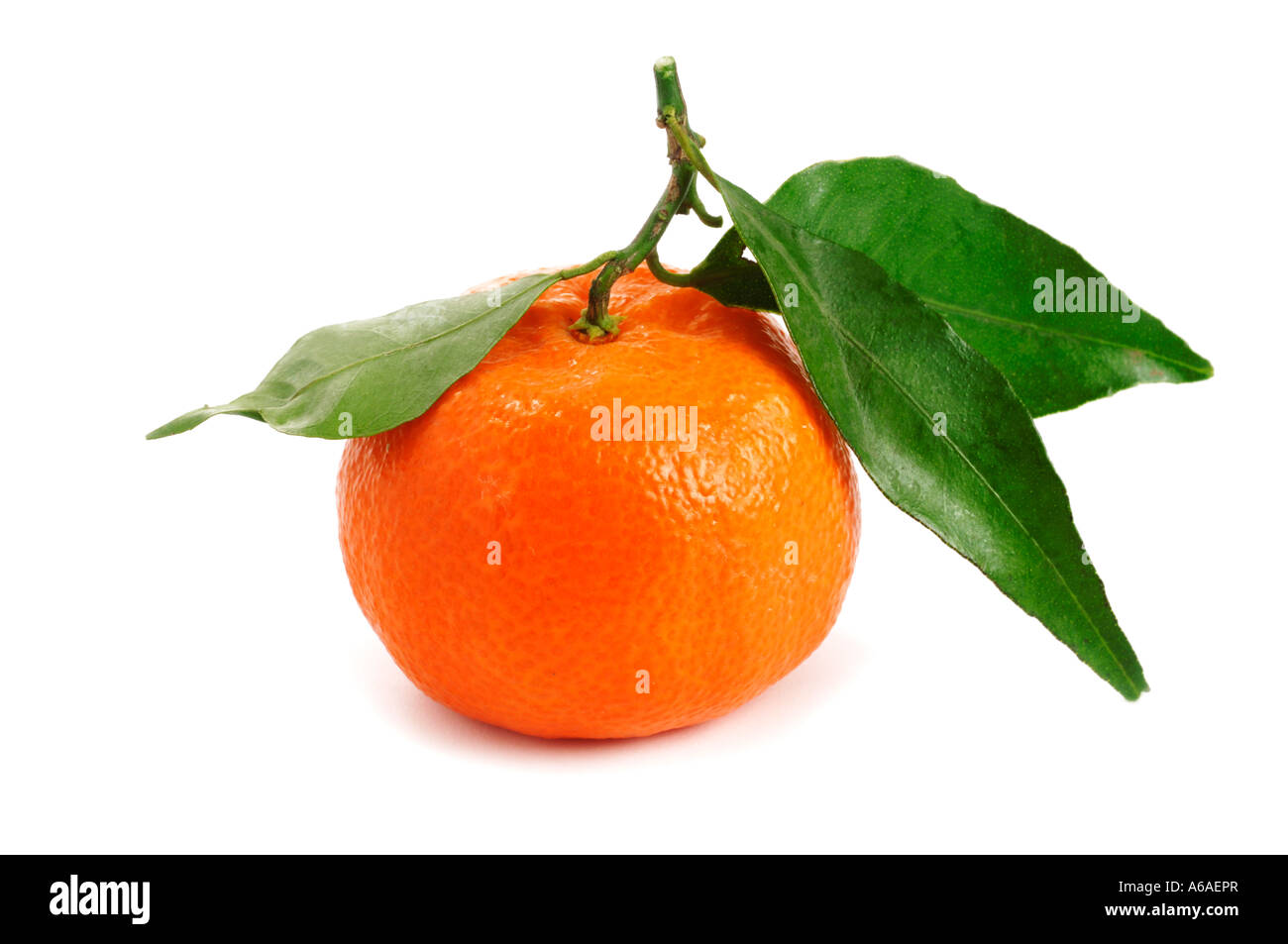 Clementine on stalk with leaves Stock Photo Alamy