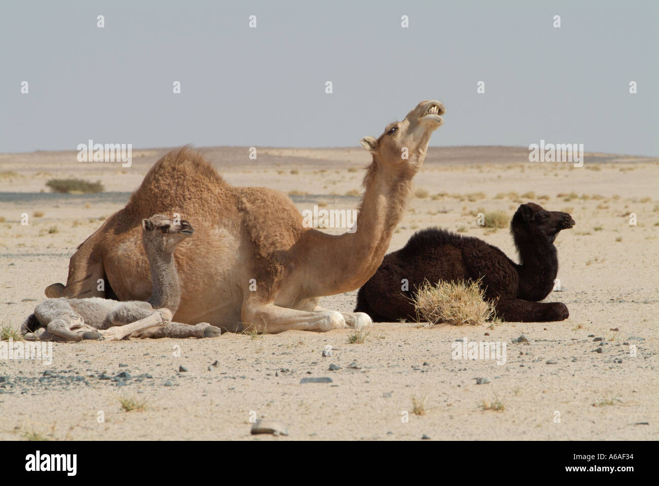 Female Camel protecting family group Stock Photo