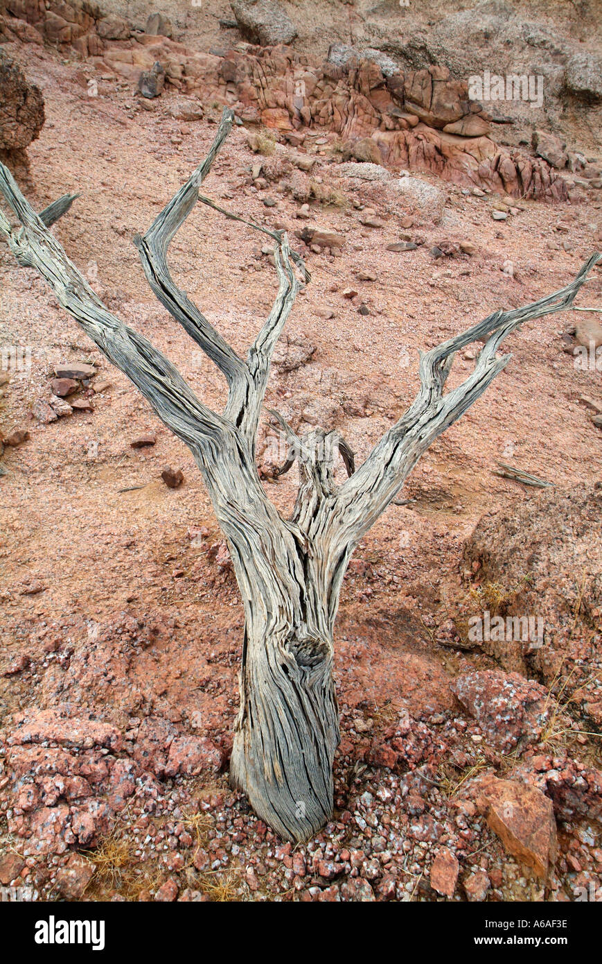 White Tree (dead) Red Rocks Hassat Saudi Arabia Stock Photo